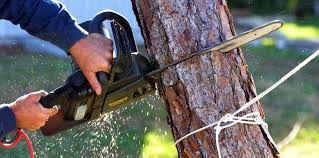 Best Tree Removal Services  in Lagunitas Forest Knolls, CA